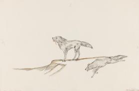 "Hungry Wolves Howling on Canyon Rim"